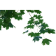 Клен (5)